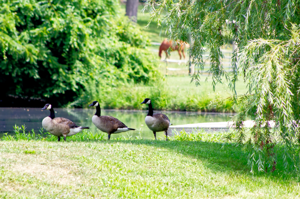Geese